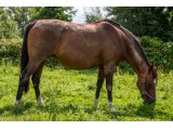 New Arrival par Zamindar & New Abbey