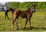 n. 2021 f. Martinborough & Toutonne - Avril 2021