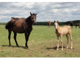 BLOODY MARY FOAL