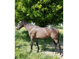 Lucky d'Olva (m. 2021 par Spanish Moon & Curieuse) - mai 2022