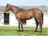 Borgia Gold Yearling