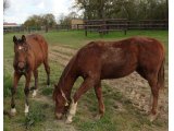 à droite, yearling mâle de Tharsis par Siyouni : Carolus Magnus