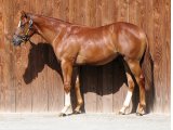 CAROLUS MAGNUS yearling