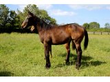 n. 2019 f. Toronado & Amazonian Queen
