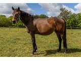Zayade par Country Reel & Hallen