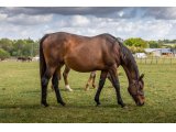 Zayade par Country Reel & Hallen