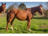 Hector Joly 2017 h. Barastraight & Prudence Jolie