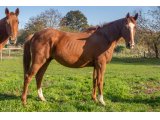 Hector Joly 2017 h. Barastraight & Prudence Jolie