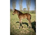 F.20 Doriane x Karaktar (photo prise le 10/04/2020)