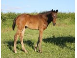 f.20 Doriane x Karaktar (photo prise le 24/05/2020)