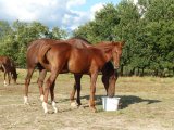 Bluette et Epona