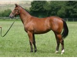 CADENZA YEARLING