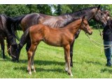 n. 2020 m. Dawn Approach & Cranky Spanky