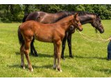 n. 2020 m. Dawn Approach & Cranky Spanky