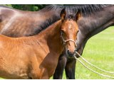 n. 2020 m. Dawn Approach & Cranky Spanky