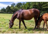 Segonzac (Al Kazeem & Considerate)