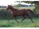 Rockfield Rose