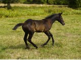 Arkange des Mottes à l'âge de foal