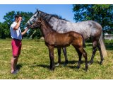 n. 2020 m. Castle du Berlais & Fodile