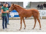 Maestro des Pins (Elue des Mottes x It's Gino)