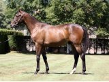 GABRIAL'S HOPE YEARLING