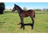 Janou (Castle du Berlais & Ascra)