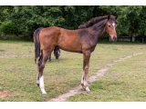 n. 2020 m. Voiladenuo & Cat Princess