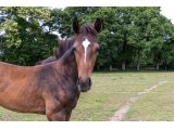 n. 2020 m. Voiladenuo & Cat Princess
