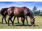 Ever Teene par Ever Top & Teene Hawk