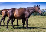 Ever Teene par Ever Top & Teene Hawk