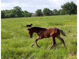 KASTELL SAPI (le 01.05.2020)