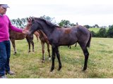 n. 2020 m. Seahenge & River Trebor