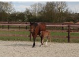 Top Cool, suitée de son Foal par Evasive