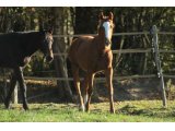 First de Kerser par Vendangeur ex. Aurea Tremp (Trempolino) M. 23.05.15