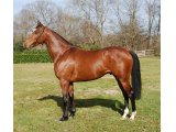 THERUS au Haras de SORELIS