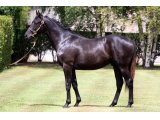 CHAO PHRAYA YEARLING