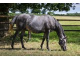 Xagere (Kendargent & Xanadu Bliss)