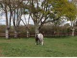 Princess Vati, avec son foal par Whipper