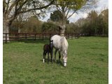 Princess Vati, avec son foal par Whipper