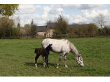 Princess Vati, avec son foal par Whipper