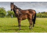 n. 2021 m. Great Pretender & Quaty des Planches - Mai 2021