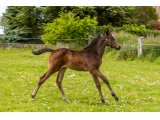n. 2021 m. Great Pretender & Quaty des Planches - Mai 2021