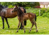 n. 2021 m. Great Pretender & Quaty des Planches - Mai 2021