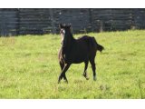 Pelmoss des Mottes, à l'âge de foal