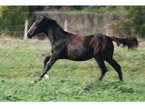 Pelmoss des Mottes, à l'âge de foal