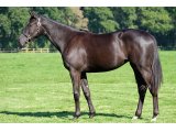 Welsche yearling