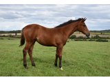 LAVANDINA (F21 Pour Moi x Fort Belle) - aout 2021
