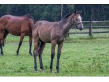 n. 2021 f. Kamsin & Devise d'Oudairies - juin 2021
