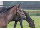 n. 2021 f. Kamsin & Devise d'Oudairies - juin 2021