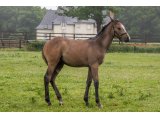 n. 2021 f. Kamsin & Devise d'Oudairies - juin 2021